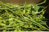 日本一粒が大きい！北海道ふらの産枝豆『たまふくら』枝付き