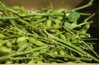 日本一粒が大きい！北海道ふらの産枝豆『たまふくら』枝付き