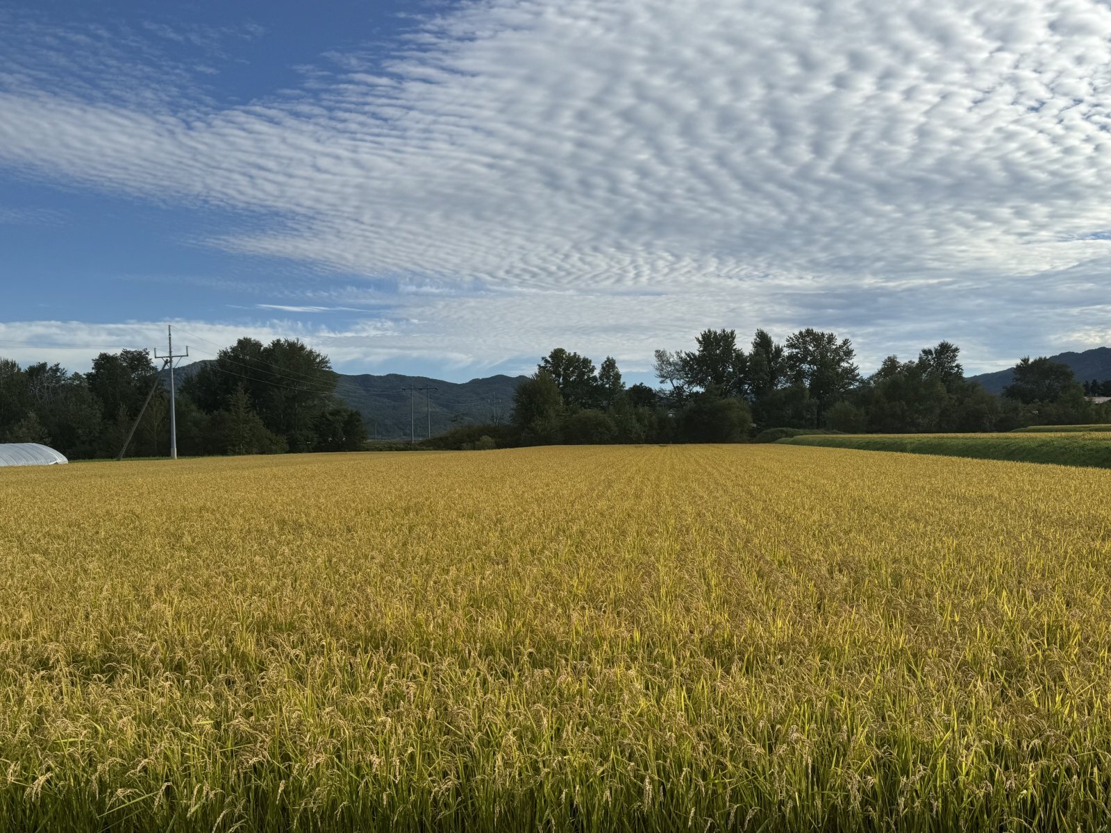 令和6年産新米出荷開始日