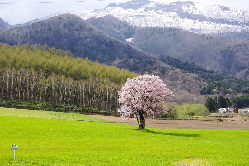 画像: 春らしい陽気