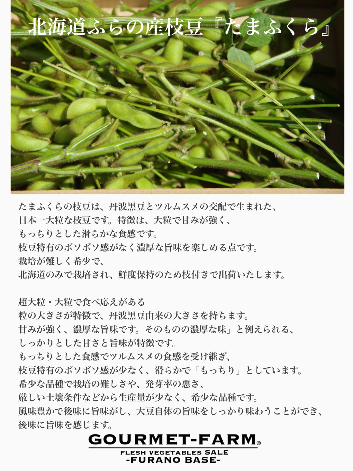 画像3: 日本一粒が大きい！北海道ふらの産枝豆『たまふくら』枝付き