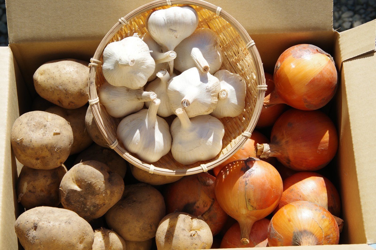 画像1: 富良野産秋野菜詰め合わせ100サイズ